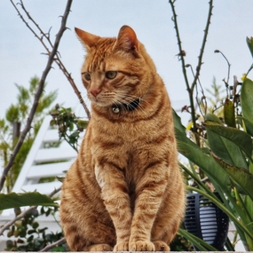 美国硬毛猫图片